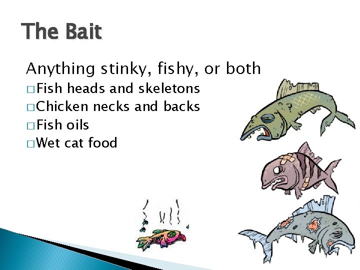 The Bait Anything stinky, fishy, or both � Fish heads and skeletons � Chicken