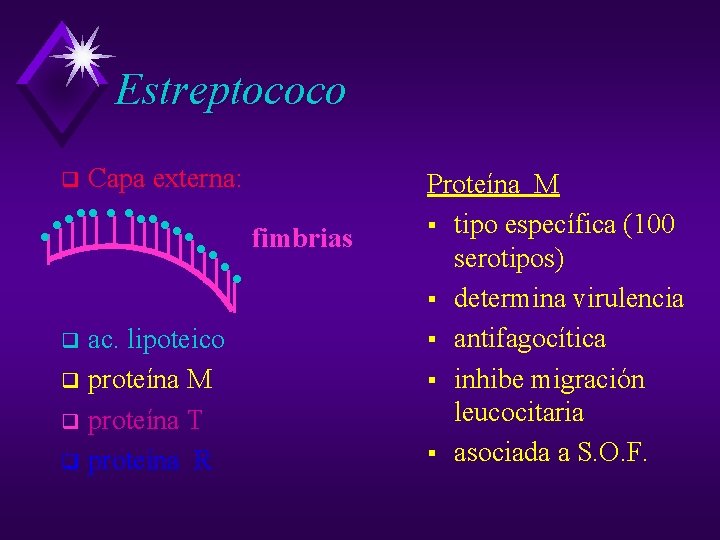 Estreptococo q Capa externa: fimbrias ac. lipoteico q proteína M q proteína T q