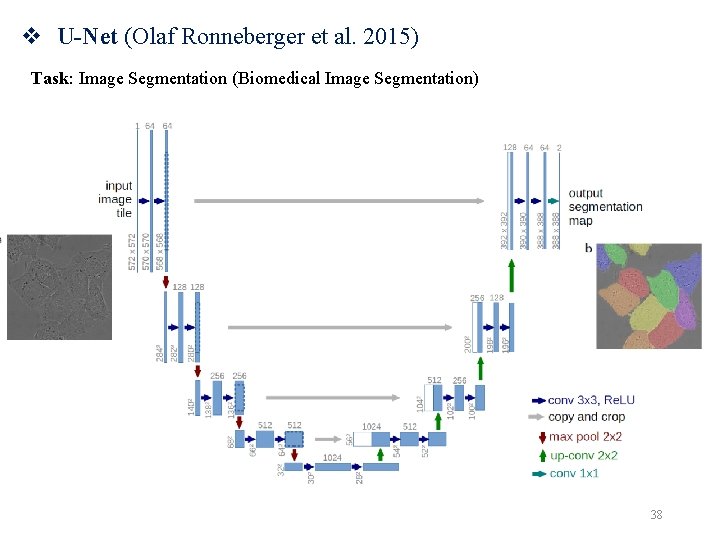 v U-Net (Olaf Ronneberger et al. 2015) Task: Image Segmentation (Biomedical Image Segmentation) 38