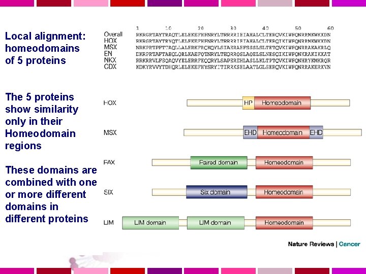 Local alignment: homeodomains of 5 proteins The 5 proteins show similarity only in their
