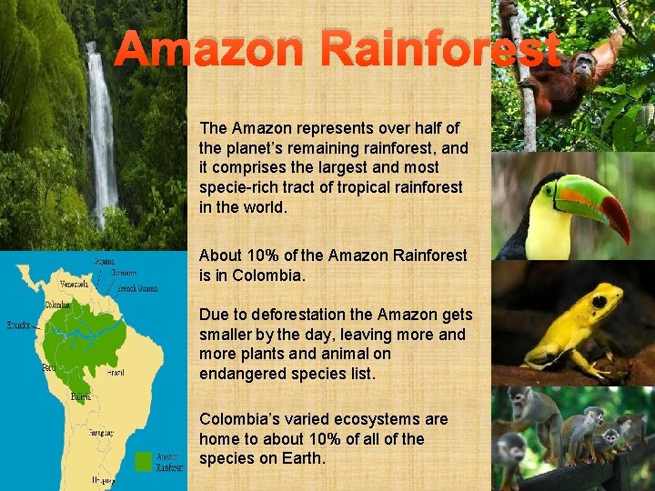 Amazon Rainforest The Amazon represents over half of the planet’s remaining rainforest, and it