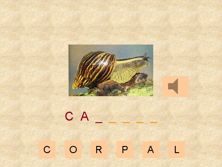 C A _ _ _ C O R P A L 