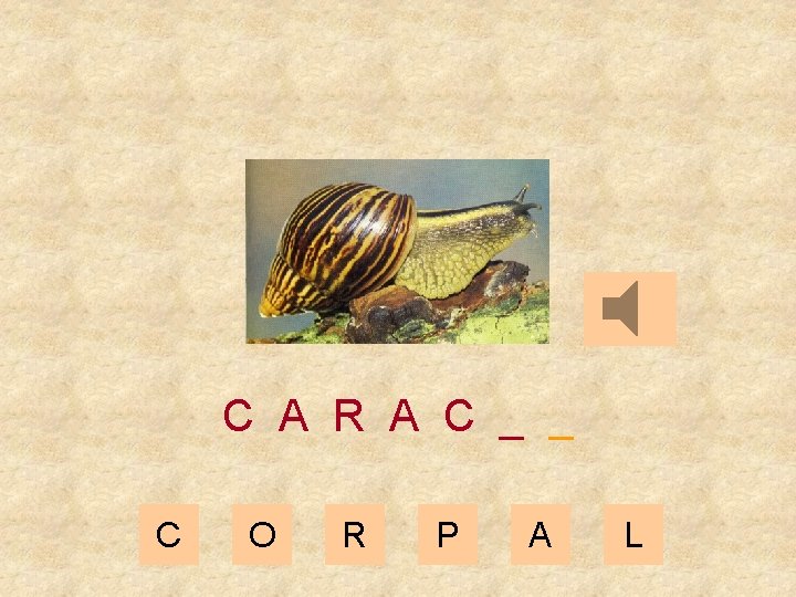 C A R A C _ _ C O R P A L 