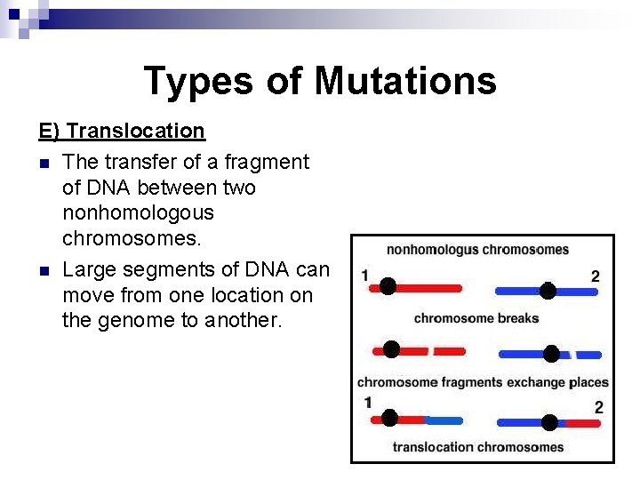 Types of Mutations E) Translocation n The transfer of a fragment of DNA between