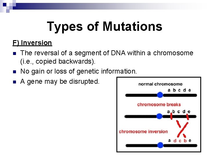 Types of Mutations F) Inversion n The reversal of a segment of DNA within