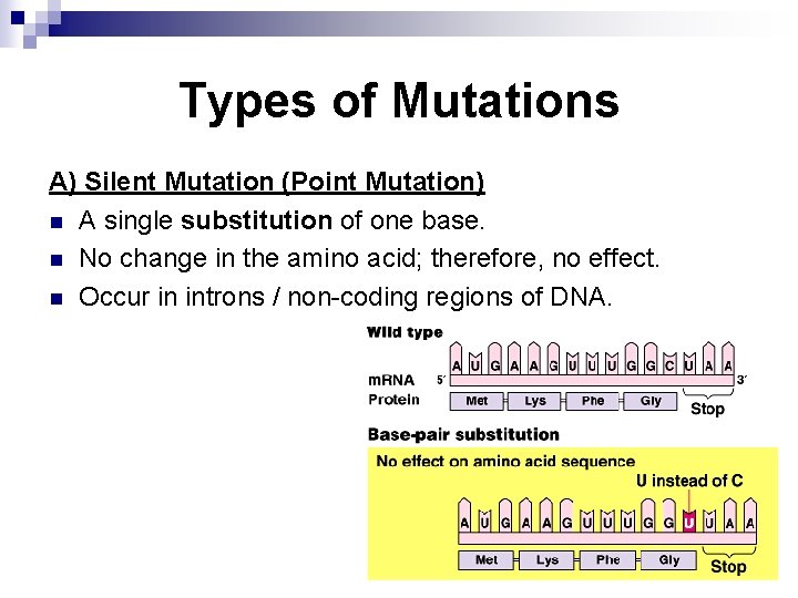 Types of Mutations A) Silent Mutation (Point Mutation) n A single substitution of one