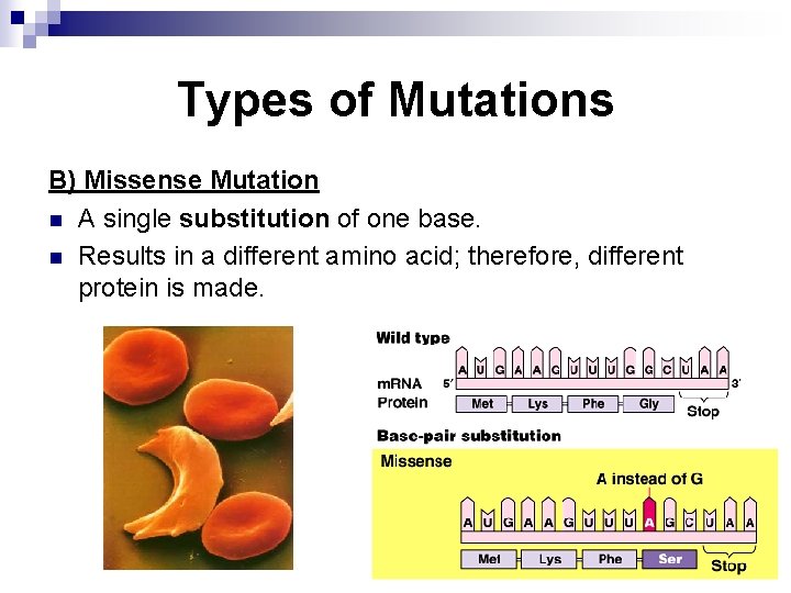 Types of Mutations B) Missense Mutation n A single substitution of one base. n