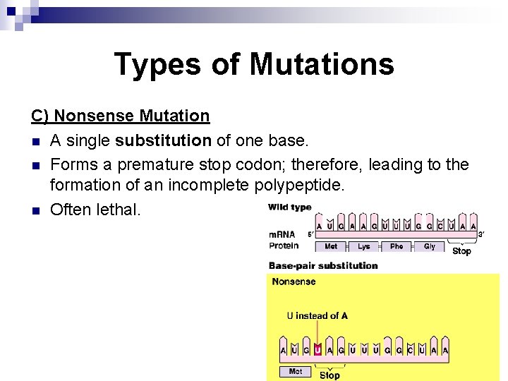 Types of Mutations C) Nonsense Mutation n A single substitution of one base. n