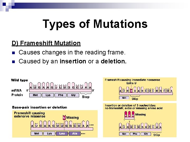 Types of Mutations D) Frameshift Mutation n Causes changes in the reading frame. n