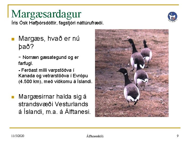 Margæsardagur Íris Ósk Hafþórsdóttir, fagstjóri náttúrufræði. n Margæs, hvað er nú það? - Norræn