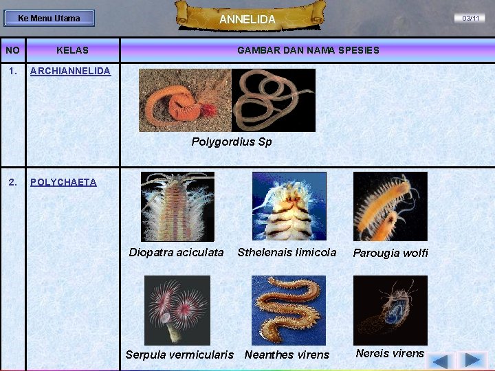 Ke Menu Utama NO KELAS 1. ARCHIANNELIDA 03/11 GAMBAR DAN NAMA SPESIES Polygordius Sp