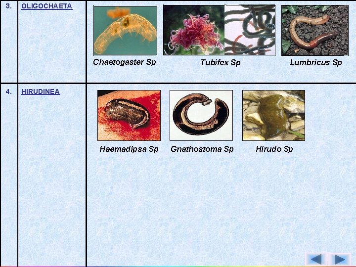 3. OLIGOCHAETA Chaetogaster Sp 4. Tubifex Sp Lumbricus Sp HIRUDINEA Haemadipsa Sp Gnathostoma Sp