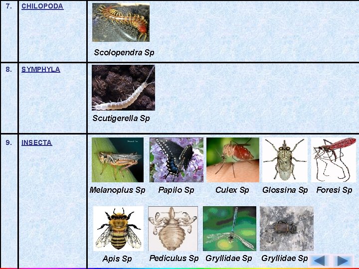 7. CHILOPODA Scolopendra Sp 8. SYMPHYLA Scutigerella Sp 9. INSECTA Melanoplus Sp Apis Sp