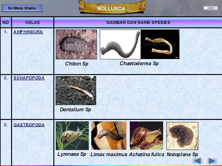 MOLLUSCA Ke Menu Utama NO 1. KELAS GAMBAR DAN NAMA SPESIES AMPHINEURA Chiton Sp