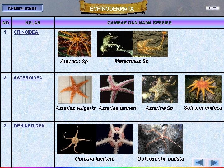 ECHINODERMATA Ke Menu Utama NO 1. KELAS GAMBAR DAN NAMA SPESIES CRINOIDEA Antedon Sp