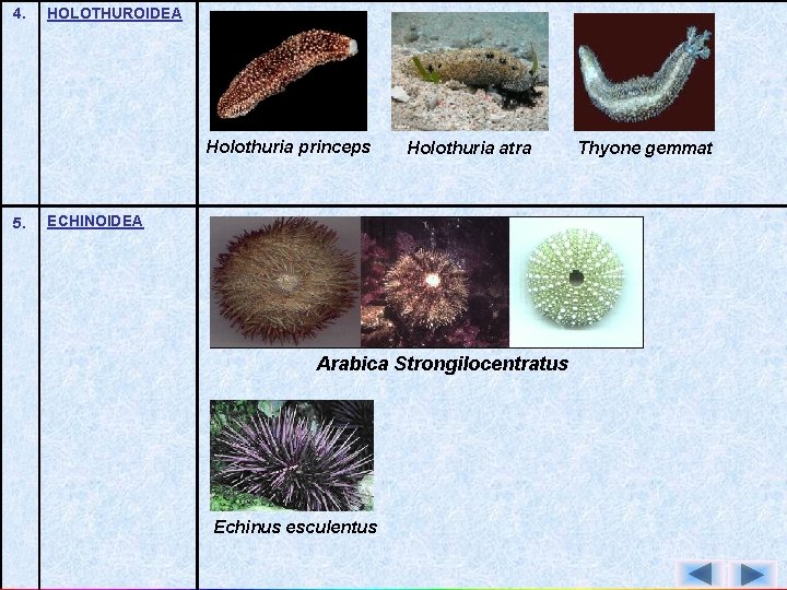 4. HOLOTHUROIDEA Holothuria princeps 5. Holothuria atra ECHINOIDEA Arabica Strongilocentratus Echinus esculentus Thyone gemmat