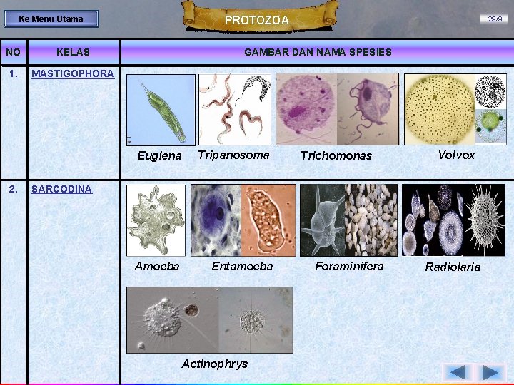 PROTOZOA Ke Menu Utama NO KELAS 1. MASTIGOPHORA GAMBAR DAN NAMA SPESIES Euglena 2.