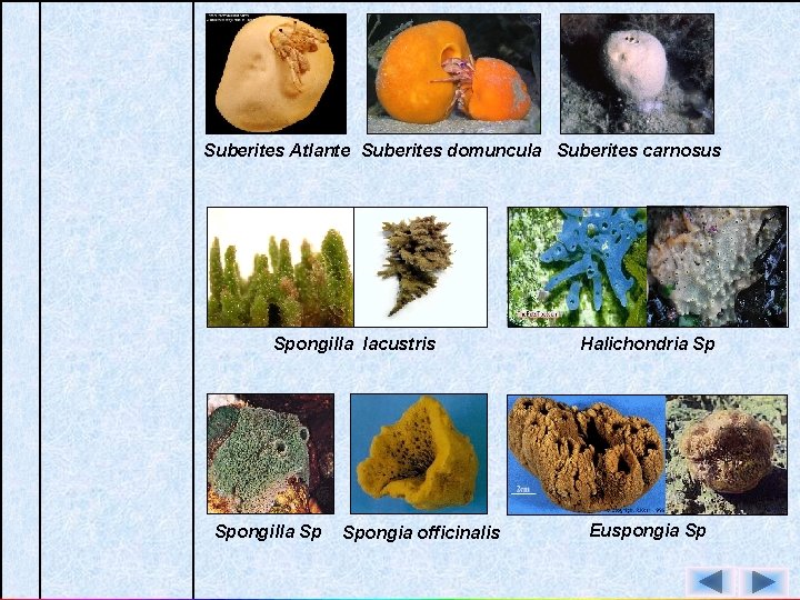 Suberites Atlante Suberites domuncula Suberites carnosus Spongilla lacustris Spongilla Sp Spongia officinalis Halichondria Sp