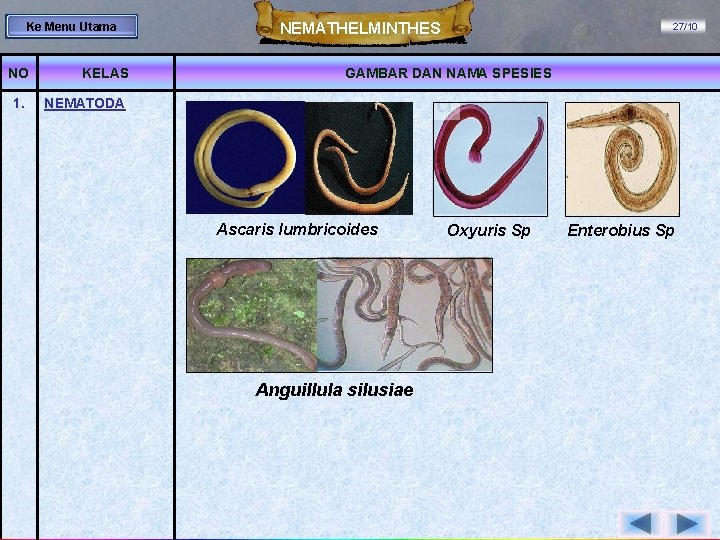 Ke Menu Utama NO 1. KELAS NEMATHELMINTHES 27/10 GAMBAR DAN NAMA SPESIES NEMATODA Ascaris