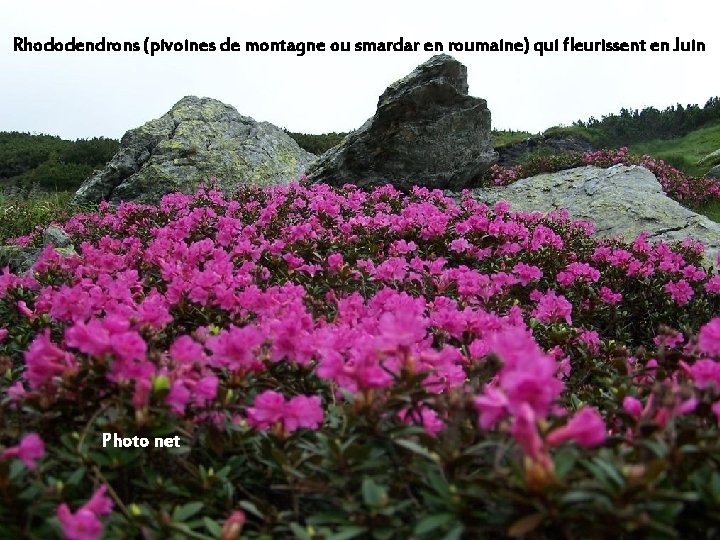 Rhododendrons (pivoines de montagne ou smardar en roumaine) qui fleurissent en Juin Photo net