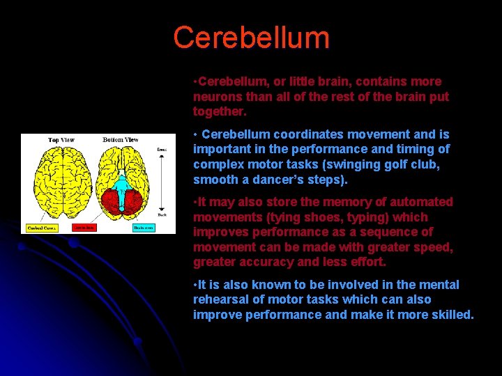 Cerebellum • Cerebellum, or little brain, contains more neurons than all of the rest