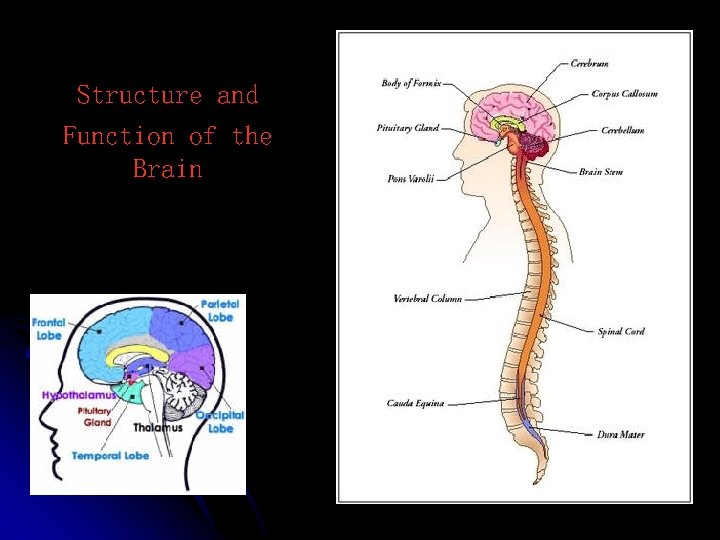 Structure and Function of the Brain 