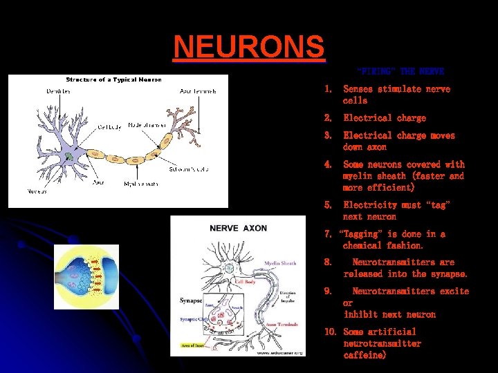 NEURONS “FIRING” THE NERVE 1. Senses stimulate nerve cells 2. Electrical charge 3. Electrical