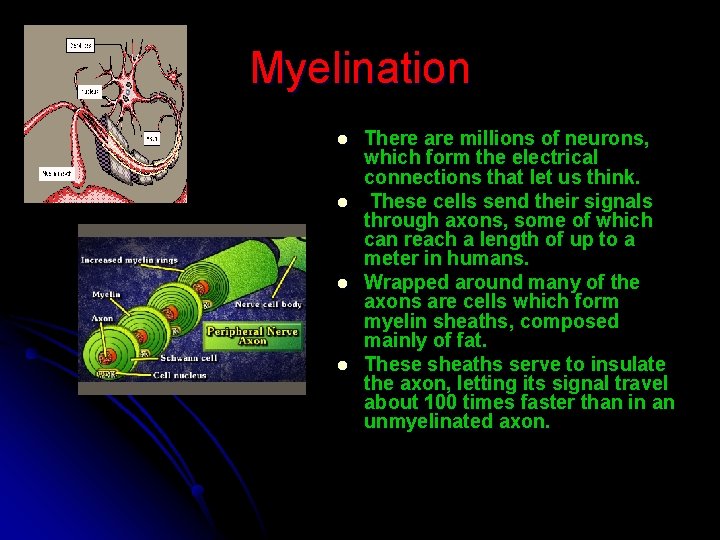 Myelination l l There are millions of neurons, which form the electrical connections that