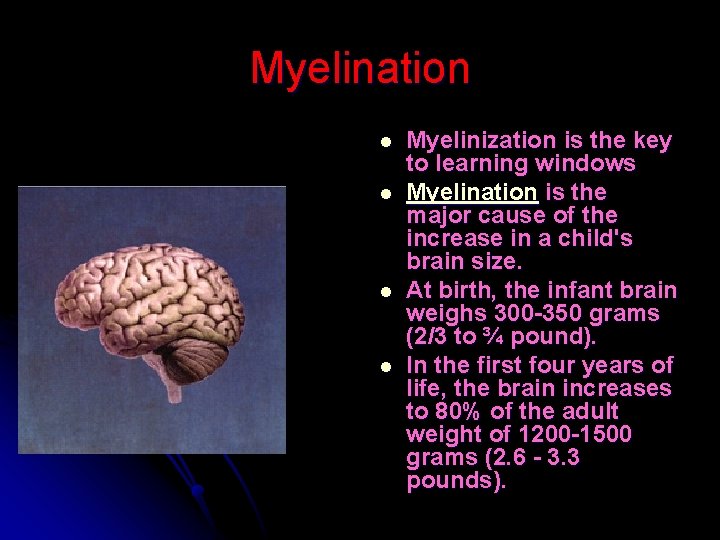 Myelination l l Myelinization is the key to learning windows Myelination is the major