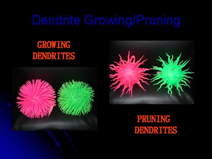 Dendrite Growing/Pruning GROWING DENDRITES PRUNING DENDRITES 