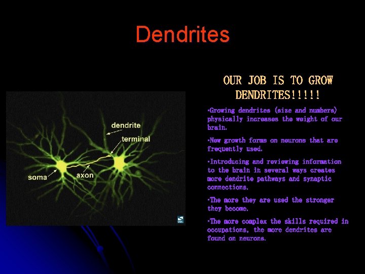 Dendrites OUR JOB IS TO GROW DENDRITES!!!!! • Growing dendrites (size and numbers) physically