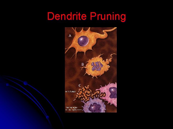 Dendrite Pruning 