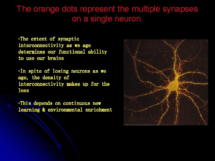 The orange dots represent the multiple synapses on a single neuron. • The extent