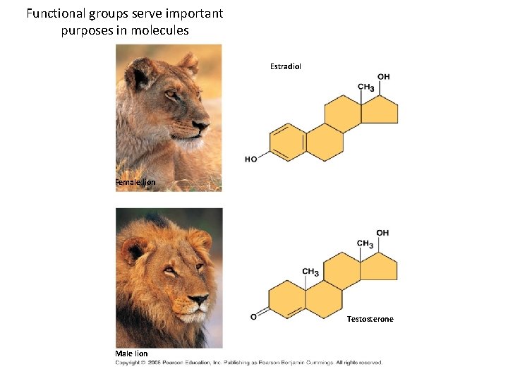 Functional groups serve important purposes in molecules Estradiol Female lion Testosterone Male lion 