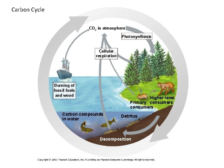 Carbon Cycle CO 2 in atmosphere Photosynthesis Cellular respiration Burning of fossil fuels and