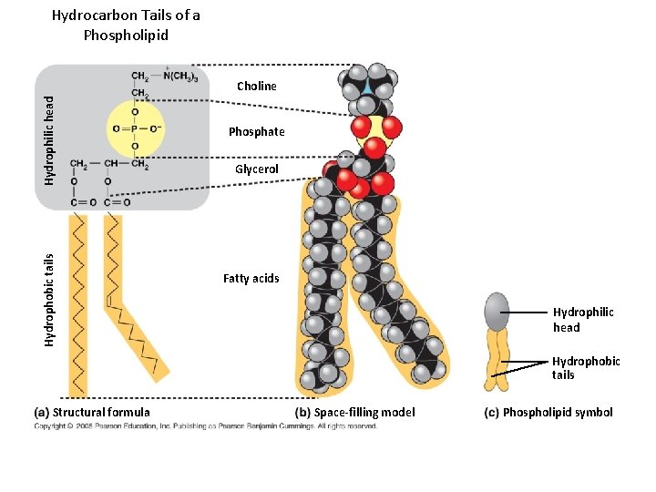 Hydrocarbon Tails of a Phospholipid Hydrophobic tails Hydrophilic head Choline Phosphate Glycerol Fatty acids