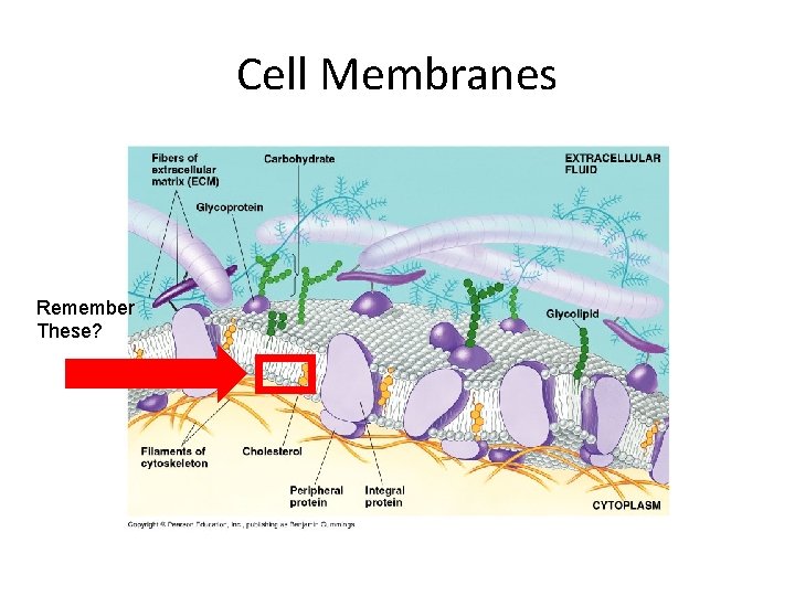 Cell Membranes Remember These? 