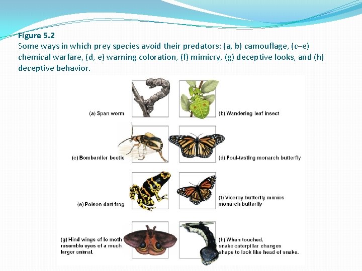 Figure 5. 2 Some ways in which prey species avoid their predators: (a, b)