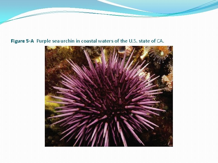 Figure 5 -A Purple sea urchin in coastal waters of the U. S. state