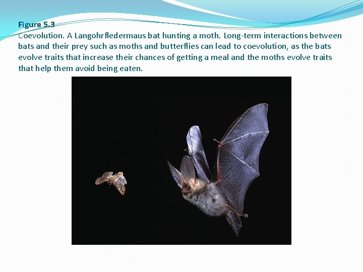Figure 5. 3 Coevolution. A Langohrfledermaus bat hunting a moth. Long-term interactions between bats