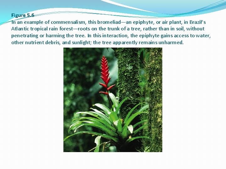 Figure 5. 6 In an example of commensalism, this bromeliad—an epiphyte, or air plant,