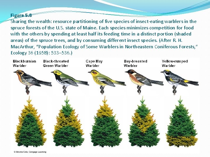 Figure 5. 8 Sharing the wealth: resource partitioning of five species of insect-eating warblers