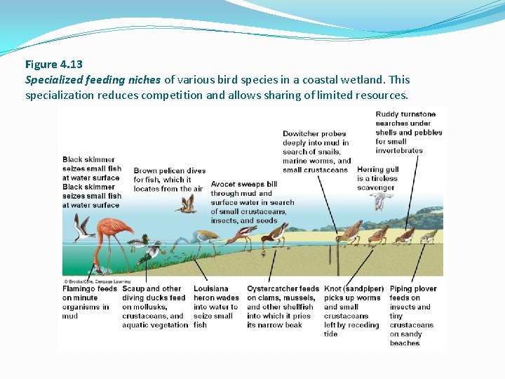 Figure 4. 13 Specialized feeding niches of various bird species in a coastal wetland.
