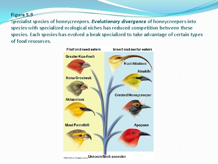 Figure 5. 9 Specialist species of honeycreepers. Evolutionary divergence of honeycreepers into species with
