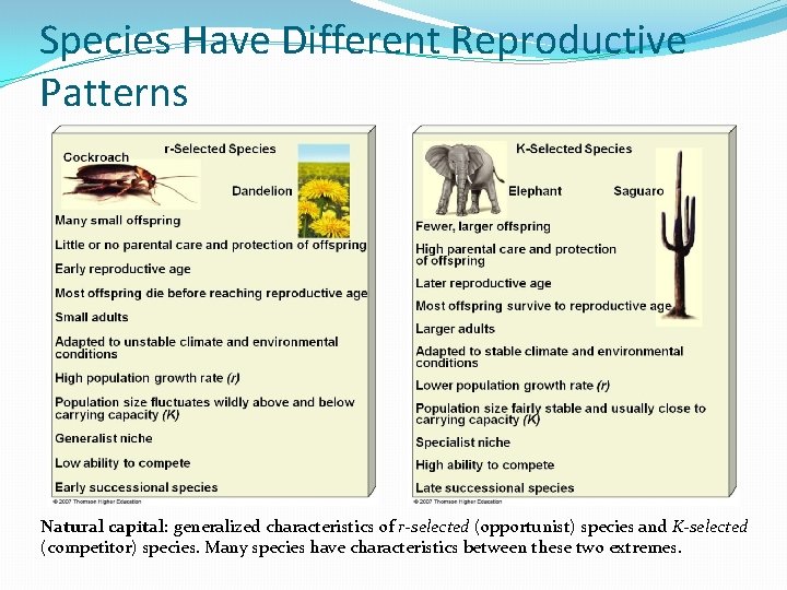 Species Have Different Reproductive Patterns Natural capital: generalized characteristics of r-selected (opportunist) species and