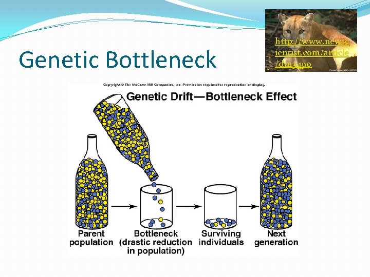 Genetic Bottleneck http: //www. newsc ientist. com/article /dn 13490 