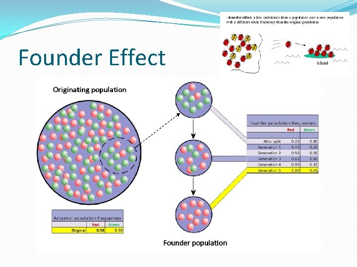 Founder Effect 