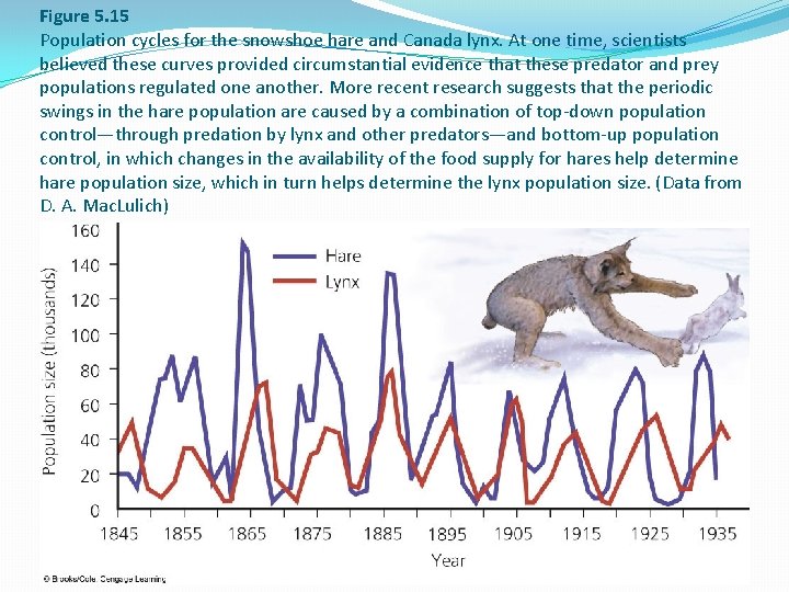 Figure 5. 15 Population cycles for the snowshoe hare and Canada lynx. At one