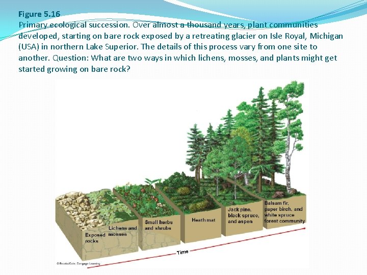Figure 5. 16 Primary ecological succession. Over almost a thousand years, plant communities developed,
