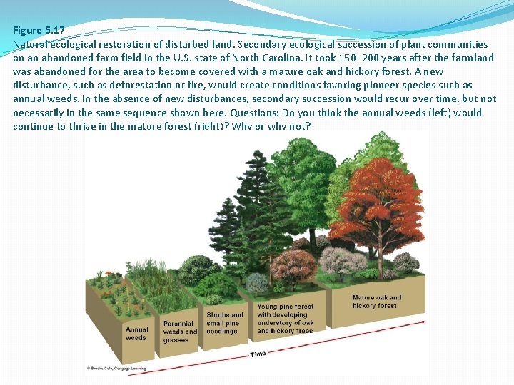 Figure 5. 17 Natural ecological restoration of disturbed land. Secondary ecological succession of plant